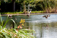Ducks lift off from Wisconsin pond outdoor photo