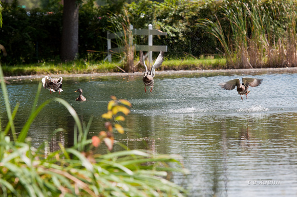 Ducks lift off from Wisconsin pond outdoor photo