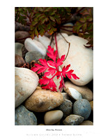 Small red foliage nestled in washed Door County Wisconsin beach rock outdoor photo