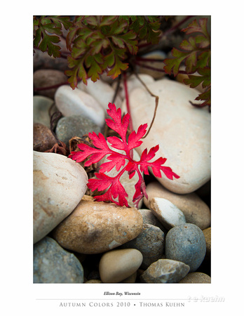 Small red foliage nestled in washed Door County Wisconsin beach rock outdoor photo