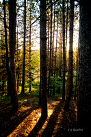 Norther Wisconsin sun through the forest outdoor photo